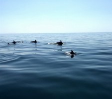 Die Gewässer um Oman sind Heimat vieler Delfine, die man mit etwas Glück bei einer Bootstour beobachten kann.