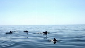 Die Gewässer um Oman sind Heimat vieler Delfine, die man mit etwas Glück bei einer Bootstour beobachten kann.