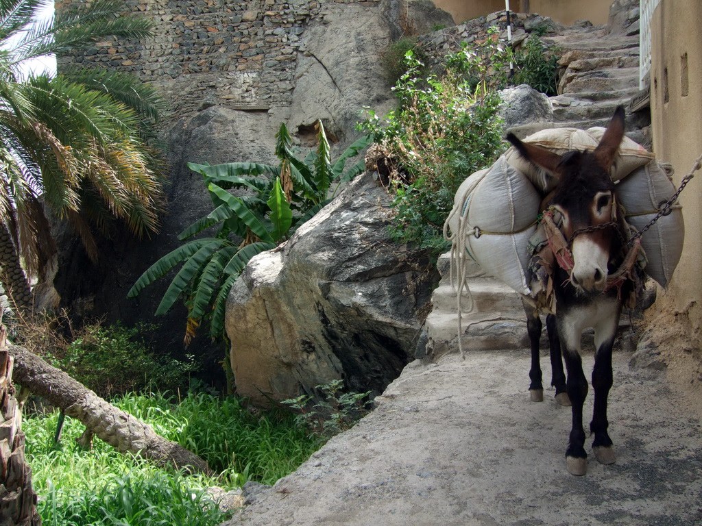 In den alten Bergdörfern ist das Transportmittel nach wie vor der treue Esel.