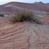 Die Wahiba Wüste wird trotz des ausbleibendem Regens immer grüner.