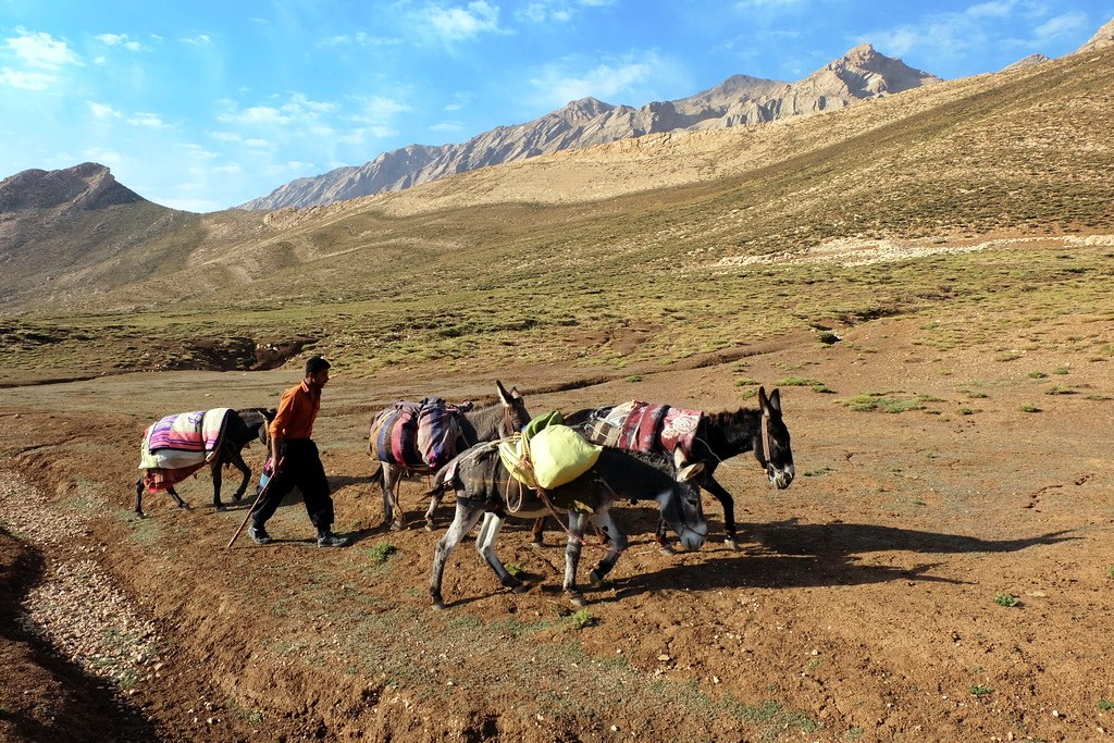 Esel sind fleißige Helfer der Bauern, die auch die Berge erklimmen können