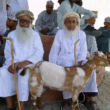 Viele ältere Omanis kaufen zwar selbst kein Vieh mehr, erfreuen sich aber an dem Treiben auf dem Markt.