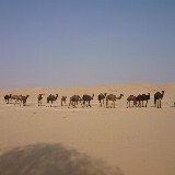 Bei der Fahrt durch die Wüste trefft man immer wieder auf Kamelherden.