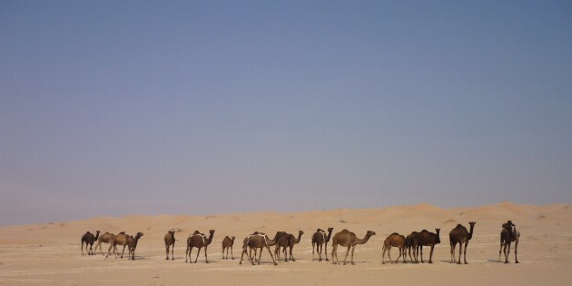 Bei der Fahrt durch die Wüste trefft man immer wieder auf Kamelherden.