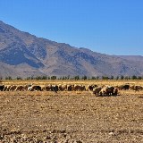 Unterwegs treffen wir Einheimische, wie Hirten mit ihren Herden