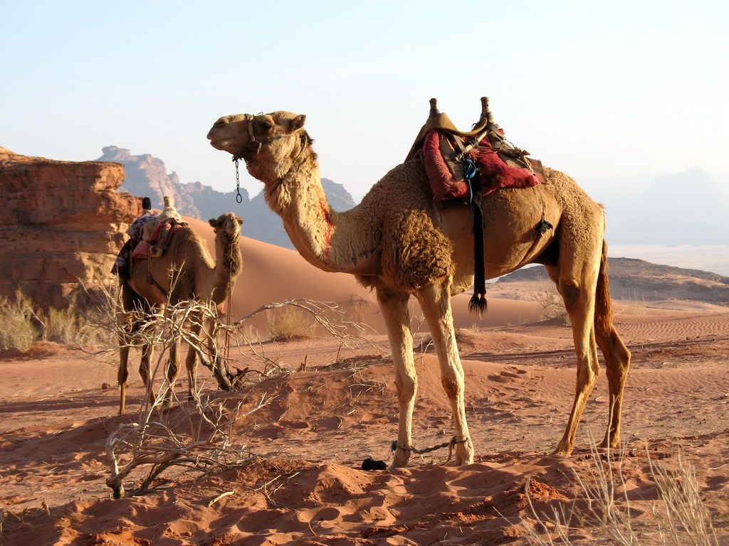 In der Wüste ein unverzichtbarer Begleiter. Die Reitkamele der Wadi Rum.