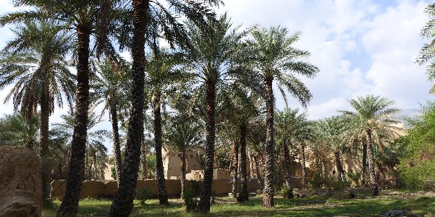 Das Dorf bietet sich für einen Spaziergang an, denn die vielen Palmen bieten Schatten entlang der Gärten.