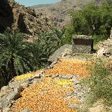 Die Datteln in Oman werden ganz traditionell nur von der Sonne und ohne Zusätze, getrocknet und somit haltbar gemacht.