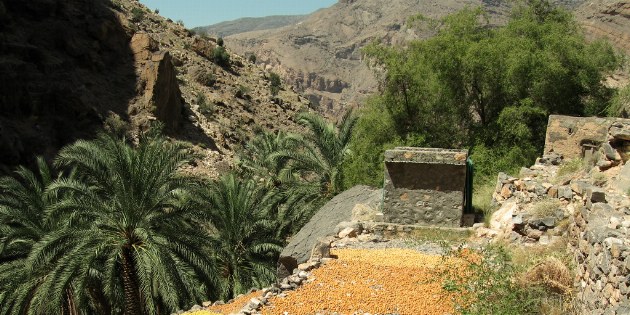 Die Datteln in Oman werden ganz traditionell nur von der Sonne und ohne Zusätze, getrocknet und somit haltbar gemacht.