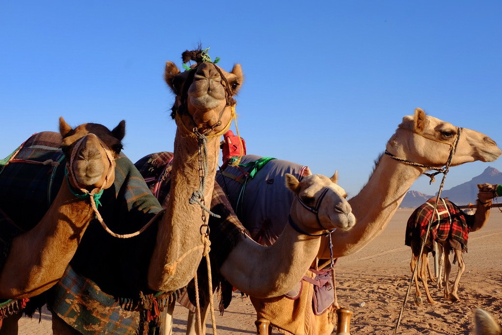 Neugierige Kamele in der Wüste
