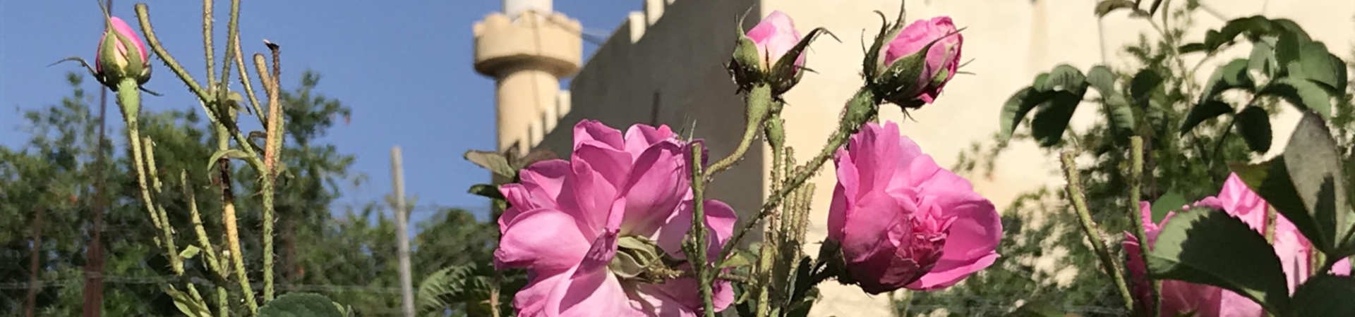 Rosenblüte auf dem Djabal Akhdar in Oman