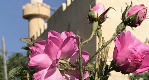 Rosenblüte auf dem Djabal Akhdar in Oman