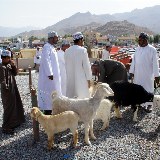 Während des Freitagsmarkts werden neben Ziegen und Schafen auch Kühe und Dromedare verkauft.