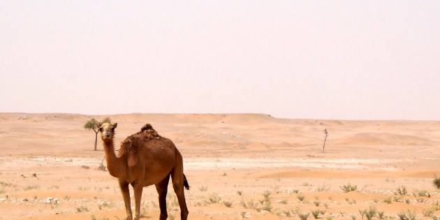 Neugirieges Kamel
