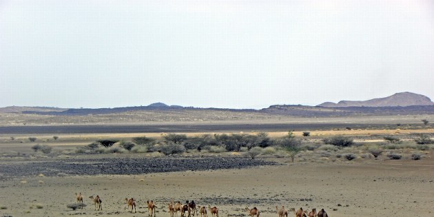 Kamele in Danakil