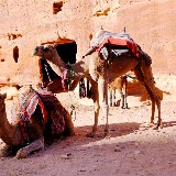 Kamele, Esel oder Pferde bringen Sie in jede Ecke der antiken Stadt