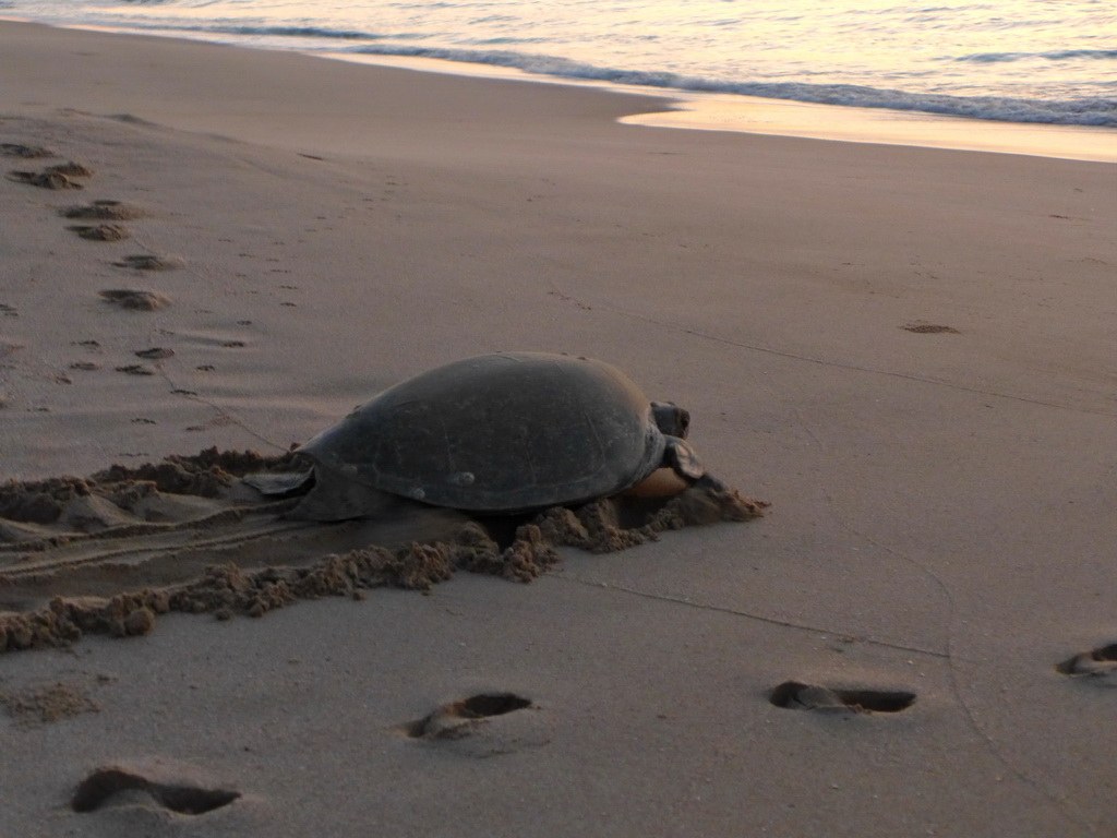 Besonders während der Sommermonate kann man in der Nähe von Ras al Jinz Schildkröten beobachten.
