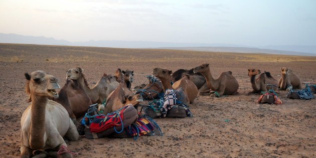 Die Kamele werden gesattelt