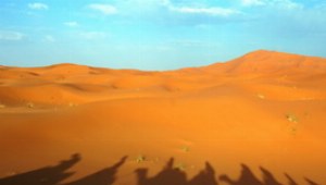 Kamelschatten in der omanischen Wüste.