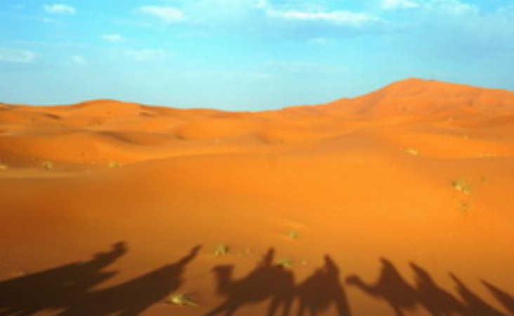 Kamelschatten in der omanischen Wüste.