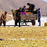 Weintrauben aus der Region Fars werden überall hin transportiert