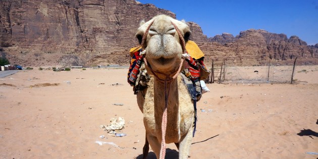 Das freundliche Kamel ist bereit loszugehen