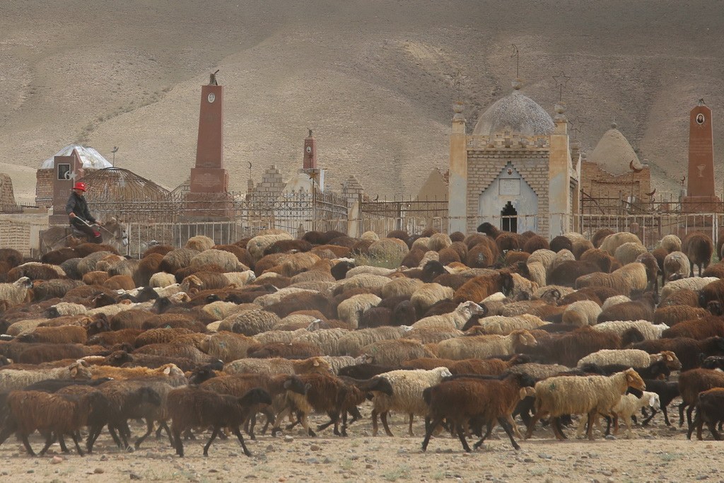 Schafherde mit Hirten vor Friedhof in Kirgistan