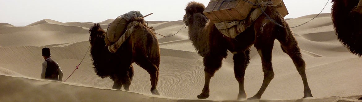 Kameltrekking: Kamele in der Taklamakan
