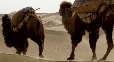 Kameltrekking: Kamele in der Taklamakan