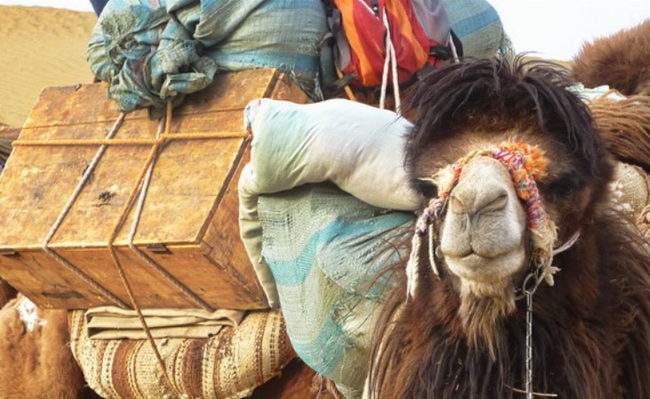 Kamele: freundliche Begleiter auf vielen Reisen
